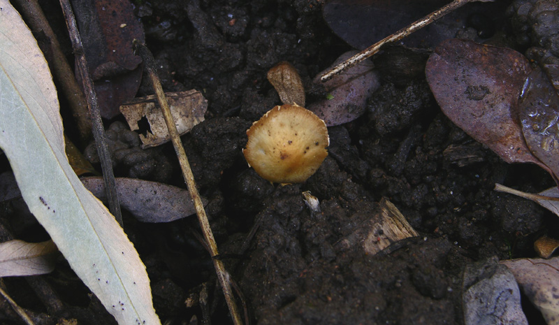 Galerina da determinare n�14.